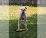 Small #5 Boxer
