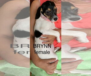 Bea-Tzu Dogs for adoption in The Woodlands, TX, USA