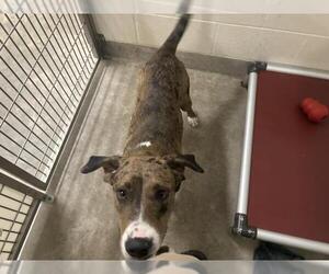 Plott Hound-Unknown Mix Dogs for adoption in Jackson, CA, USA
