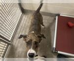 *EMMA - Female Plott Hound-Unknown Mix Dog for Adoption - Small photo