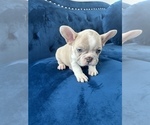 Small #20 French Bulldog