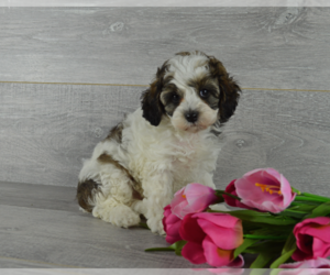 Cavapoo Puppy for sale in MILLERSBURG, OH, USA