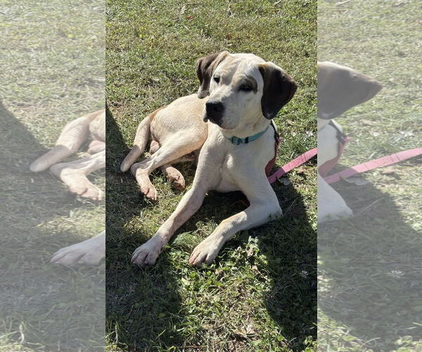 Medium Photo #9 Lab-Pointer Puppy For Sale in Rustburg, VA, USA