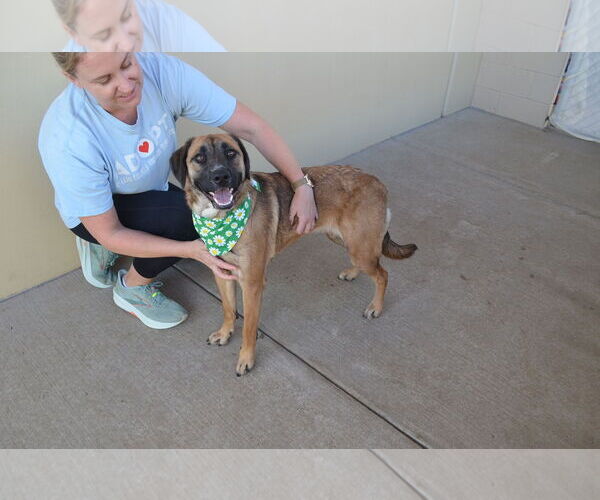 Medium Photo #3 Black Mouth Cur-Unknown Mix Puppy For Sale in McKinney, TX, USA