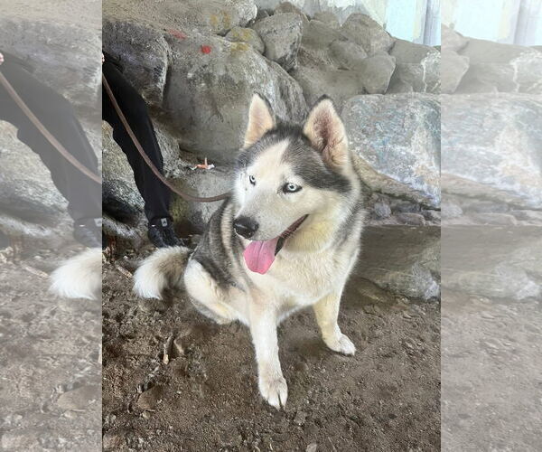 Medium Photo #5 Mutt Puppy For Sale in Woodland Hills, CA, USA