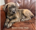 Puppy Brown Collar Cane Corso