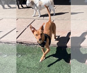 Chiweenie Dogs for adoption in La Verne, CA, USA