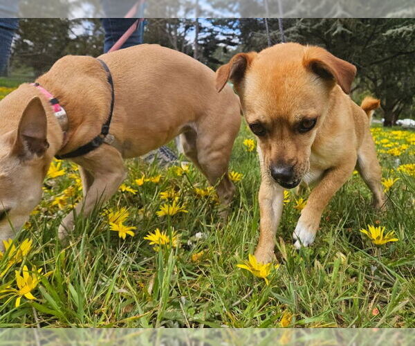Medium Photo #14 Daug Puppy For Sale in San Francisco, CA, USA