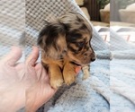 Small Photo #4 Dachshund Puppy For Sale in BLAIRSVILLE, PA, USA