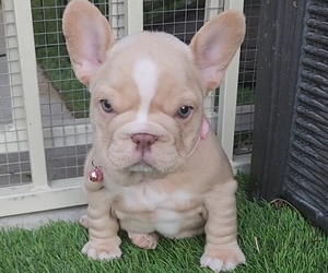 French Bulldog Puppy for sale in LAS VEGAS, NV, USA