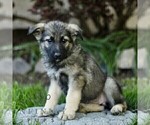 Small Australian Shepherd-German Shepherd Dog Mix
