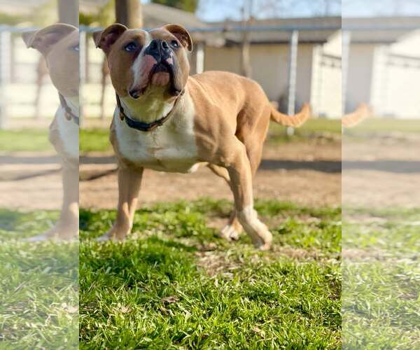 Medium Photo #3 Mutt Puppy For Sale in Visalia, CA, USA