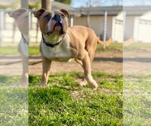 Kingston - Male Mutt Dog for Adoption - Photo #3