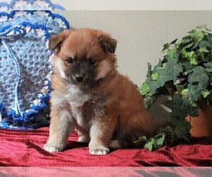 Border Collie-Pomeranian Mix Puppy for sale in FREDERICKSBURG, OH, USA