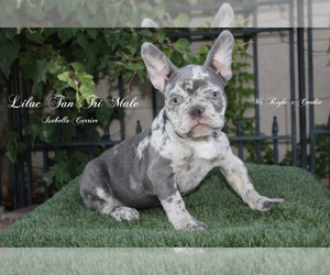 French Bulldog Puppy for sale in CHANDLER, AZ, USA