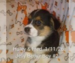 Image preview for Ad Listing. Nickname: Jelly Belly