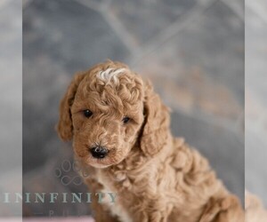 Poodle (Miniature) Puppy for sale in MILL HALL, PA, USA