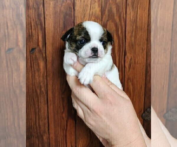 Medium Photo #5 Chihuahua Puppy For Sale in MOUNT AIRY, NC, USA