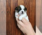 Small #4 Chihuahua