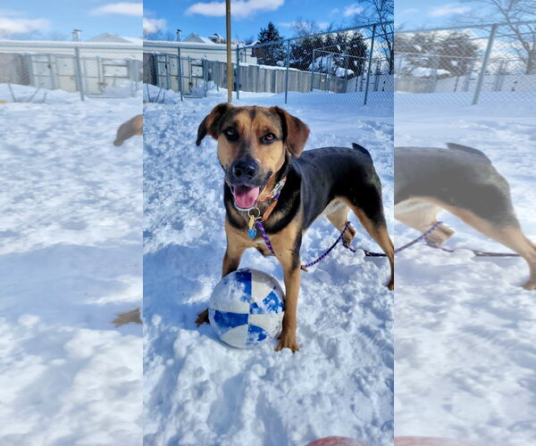 Medium Photo #9 Mutt Puppy For Sale in Rockaway, NJ, USA