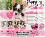 MooMoo - Female Chorkie Puppy for Sale - Photo #6