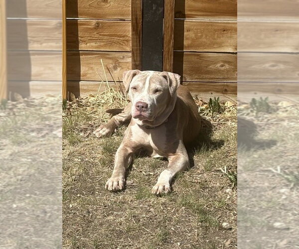 Medium Photo #6 American Staffordshire Terrier-Unknown Mix Puppy For Sale in Lakewood, CO, USA