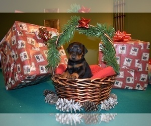 Doberman Pinscher Litter for sale in PEKIN, IN, USA
