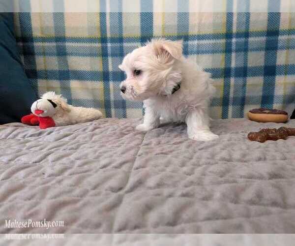 Medium Photo #6 Maltese Puppy For Sale in OCALA, FL, USA