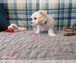 Small Photo #18 Maltese Puppy For Sale in OCALA, FL, USA