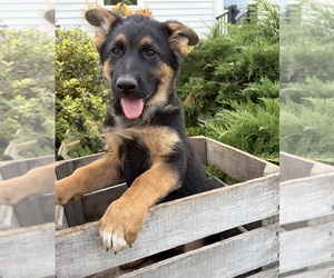 German Shepherd Dog Puppy for sale in MIDDLEBURY, IN, USA