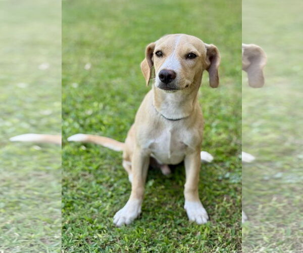 Medium Photo #4 Beagle-Unknown Mix Puppy For Sale in PIPE CREEK, TX, USA