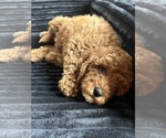 Puppy Carmel Goldendoodle (Miniature)
