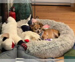 Small #4 Chihuahua