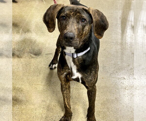 Medium Photo #1 Beagle-Plott Hound Mix Puppy For Sale in Batavia, OH, USA