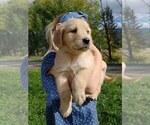 Small Photo #8 Golden Retriever Puppy For Sale in EVERETT, WA, USA