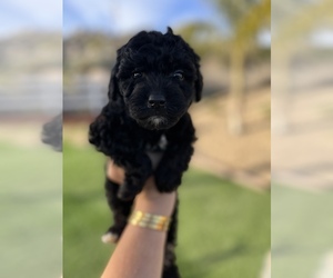 Goldendoodle (Miniature) Puppy for sale in MENIFEE, CA, USA