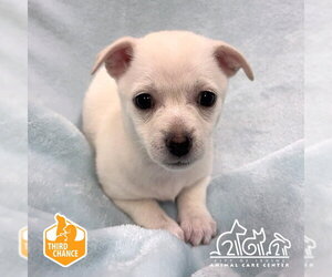 Chihuahua-Unknown Mix Dogs for adoption in Irvine, CA, USA