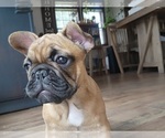 Small #4 French Bulldog