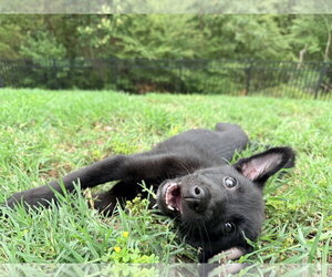 Shepradors Dogs for adoption in La Grange , NC, USA