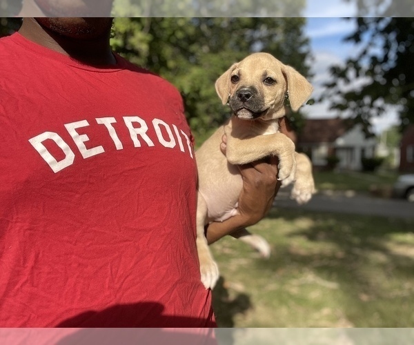 Medium Photo #1 American Pit Bull Terrier Puppy For Sale in DETROIT, MI, USA