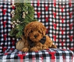 Small Photo #5 Poodle (Toy) Puppy For Sale in OXFORD, PA, USA