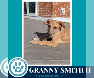 Granny Smith (Apple Bobbers) 102426 - Female Mutt Dog for Adoption - Photo #2