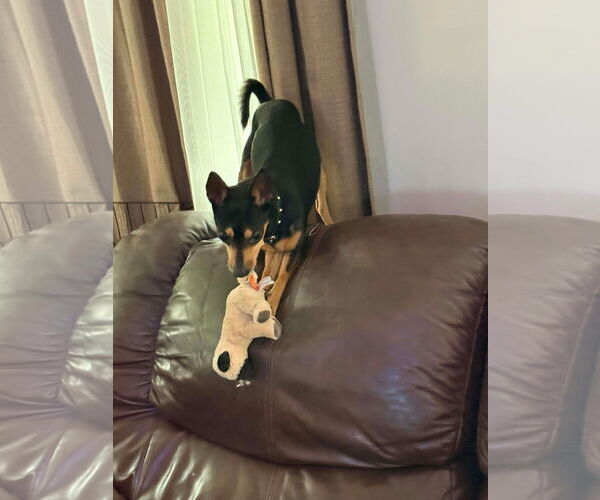 Medium Photo #4 Miniature Pinscher Puppy For Sale in Mobile, AL, USA