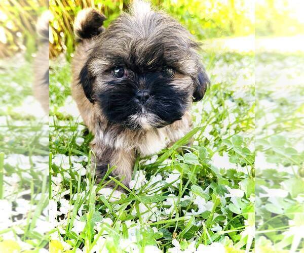 Medium Photo #5 Shih Tzu Puppy For Sale in MC KEE, KY, USA