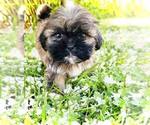 Small #4 Shih Tzu