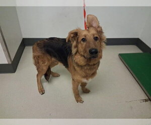 Golden Shepherd Dogs for adoption in Corona, CA, USA