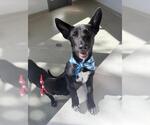 Small #1 German Shepherd Dog