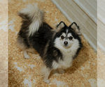 Small Photo #1 Pomsky Puppy For Sale in TAMPICO, IL, USA