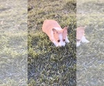 Small #3 Pembroke Welsh Corgi