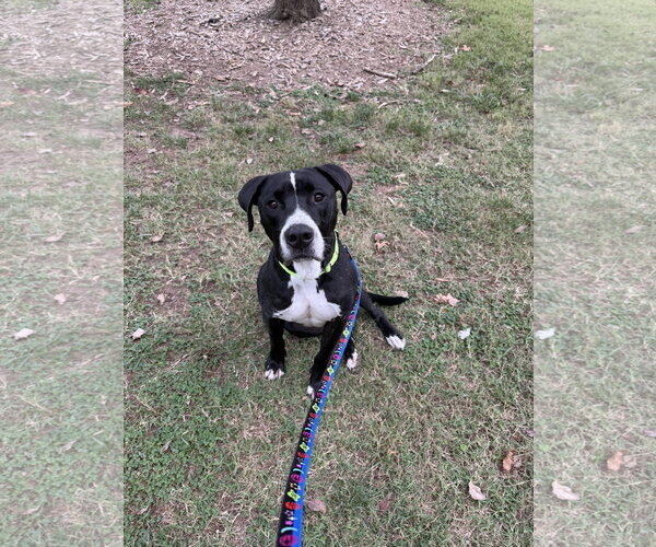 Medium Photo #1 Labrador Retriever-Unknown Mix Puppy For Sale in Holly Springs, NC, USA